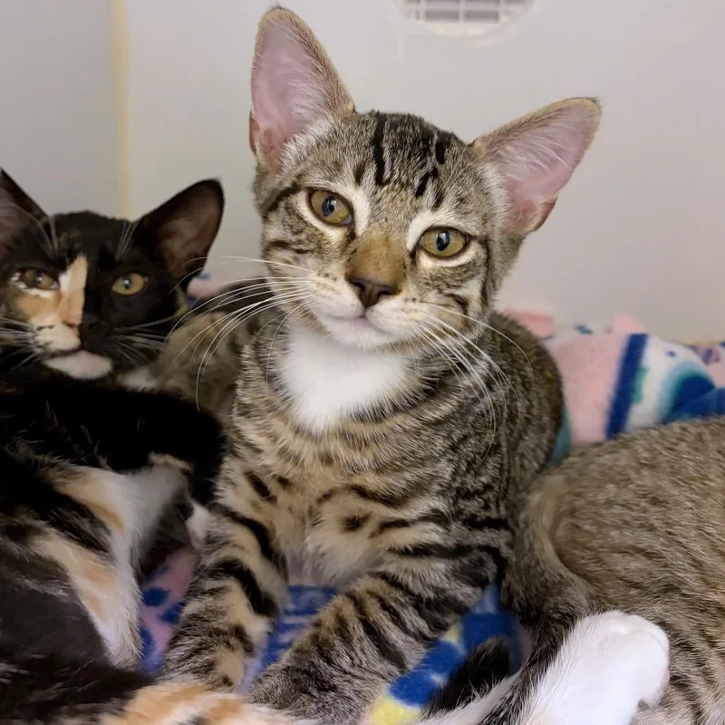 A baby small-sized male Brown / Chocolate Domestic Short Hair cat named Flan for adoption in Woodinville, WA