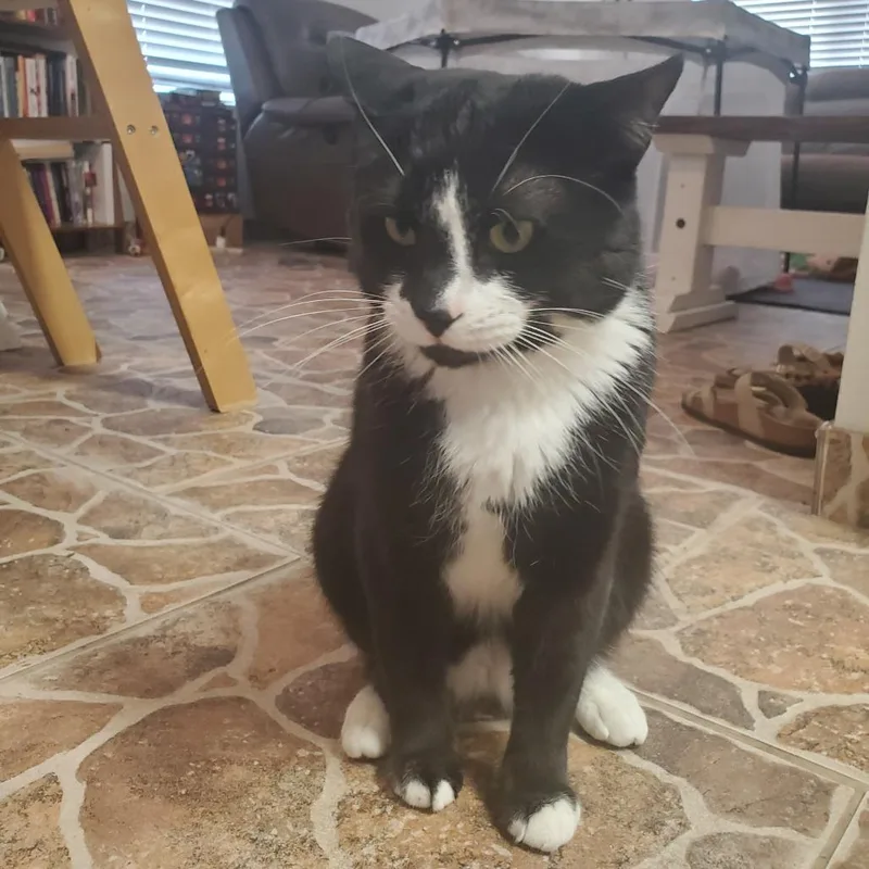 An adult large-sized male Black Domestic Short Hair cat named Fin for adoption in Tempe, AZ