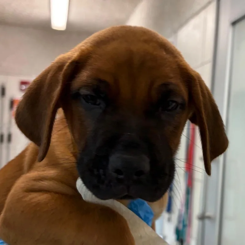 A baby small-sized male Brown / Chocolate Mixed Breed dog named Ralphie for adoption in Middletown, RI