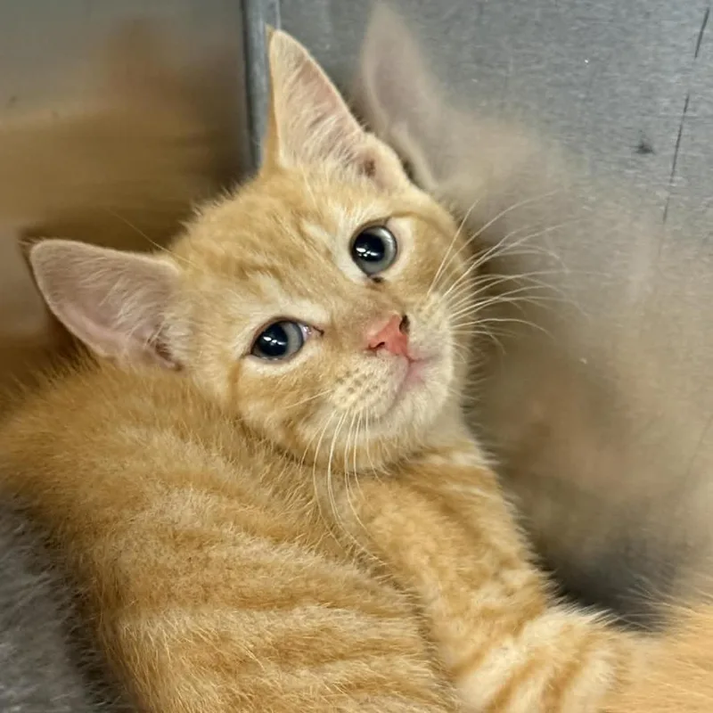 A baby small-sized male Orange / Red Domestic Short Hair cat named Queso for adoption in Martinsville, VA