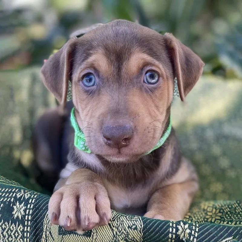Africa Pup  Tanzania thumbnail 2