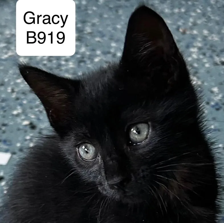 Gracy