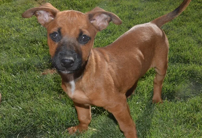 A baby small-sized male Brown / Chocolate Chiweenie dog named Pippen for adoption in Bakersfield, CA