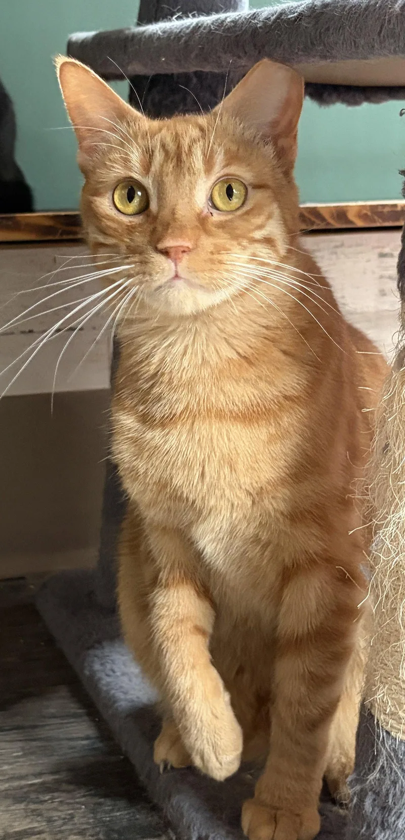 Ginger Boy thumbnail 2