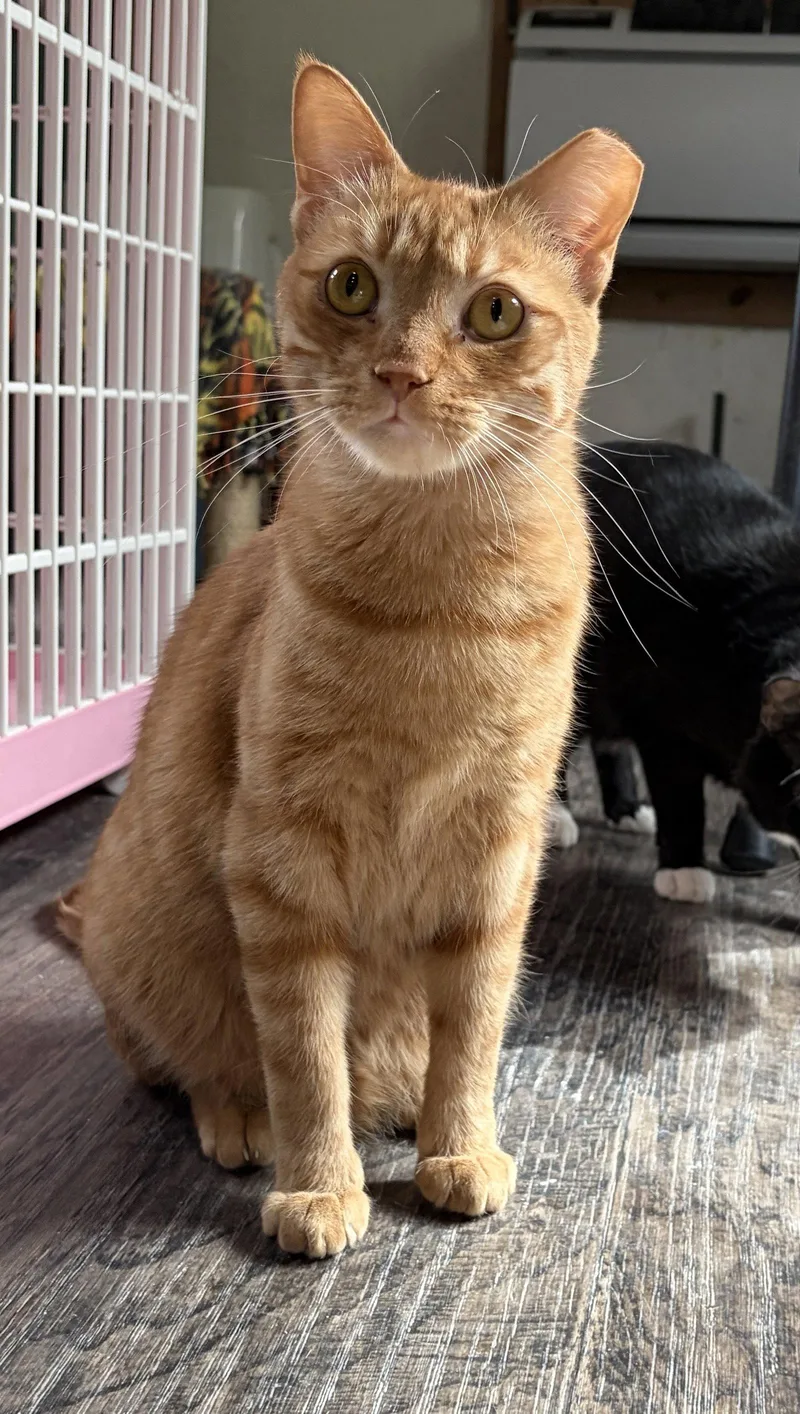 Ginger Boy thumbnail 3