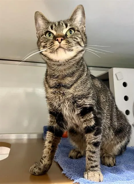 A young medium-sized female Domestic Short Hair cat named Calypso for adoption in San Francisco, CA