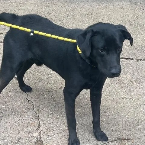 A young medium-sized male Labrador Retriever dog named Boone for adoption in Chelmsford, MA