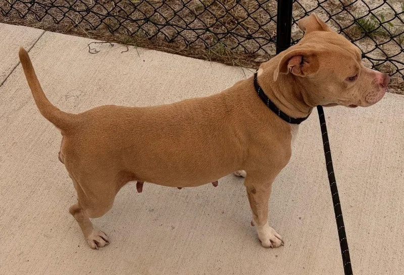 An adult medium-sized female Pit Bull Terrier dog named Ellie for adoption in Tarboro, NC