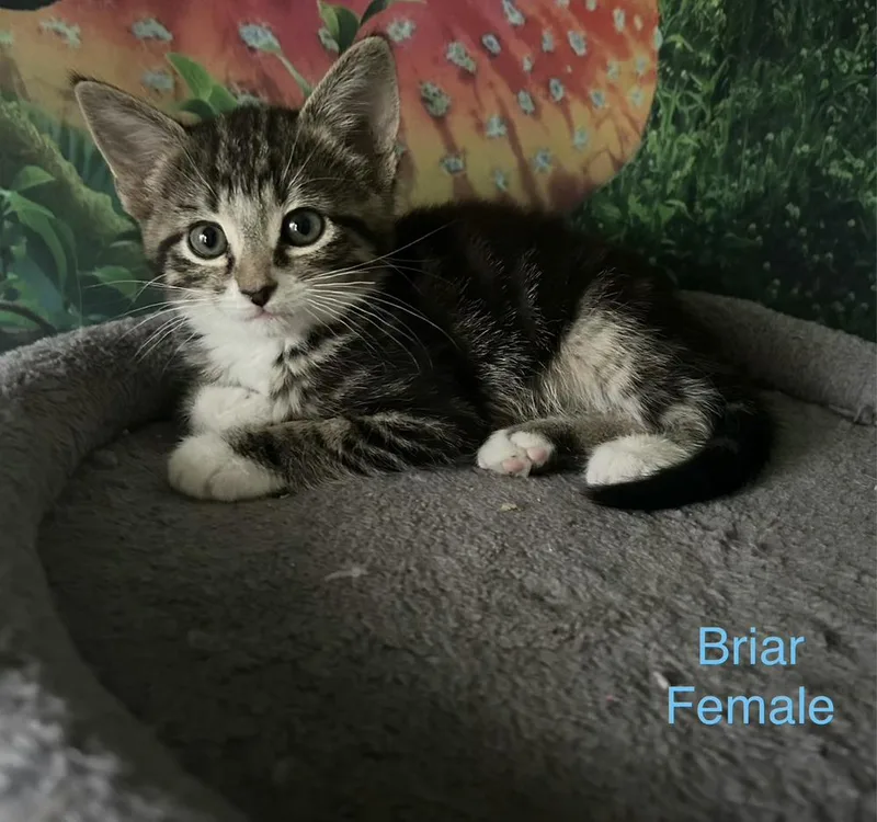 A baby small-sized female Domestic Short Hair cat named Briar for adoption in Bossier City, LA