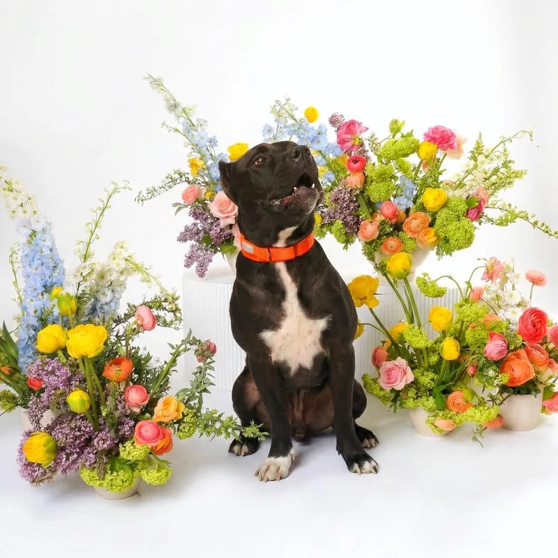 An adult large-sized male Black Mixed Breed dog named Carlos for adoption in Bangall, NY