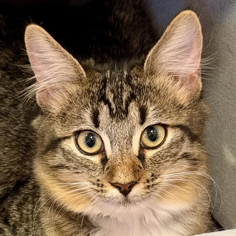 A baby small-sized female Domestic Long Hair cat named Daisy for adoption in Morgan Hill, CA