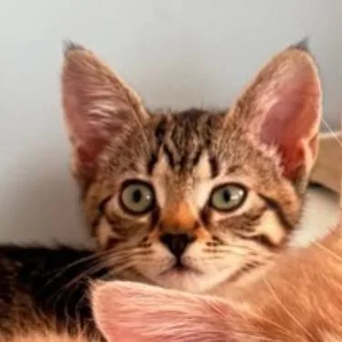 A baby small-sized female Brown / Chocolate Domestic Short Hair cat named Kilo for adoption in Westminster, CA