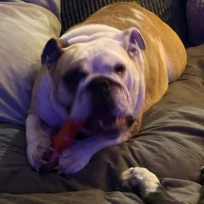 Charley Belle thumbnail 2