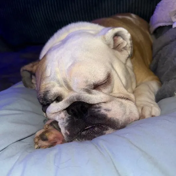 Charley Belle thumbnail 4