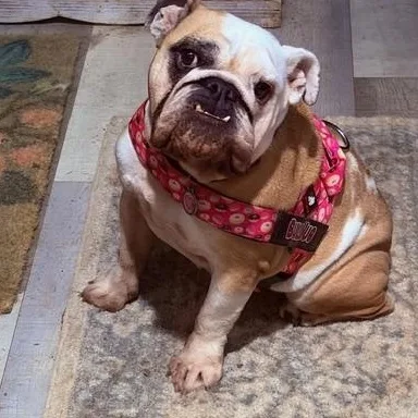An adult medium-sized female Apricot / Beige English Bulldog dog named Charley Belle for adoption in Springfield, MO