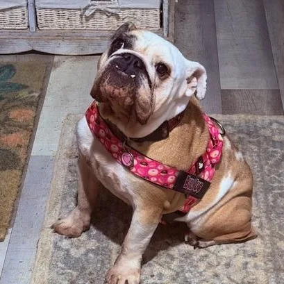 Charley Belle thumbnail 5