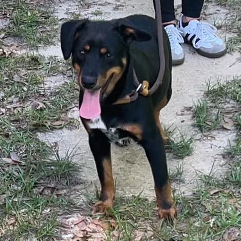 Remi