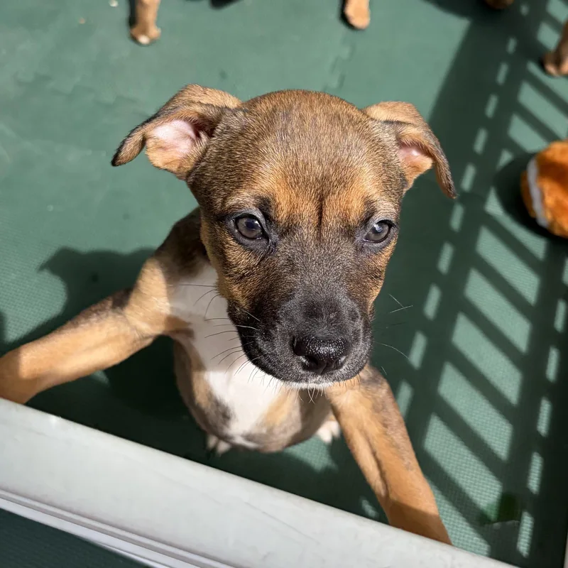 A baby medium-sized female Tricolor (Brown, Black, & White) Hound dog named Koala for adoption in Columbia, SC