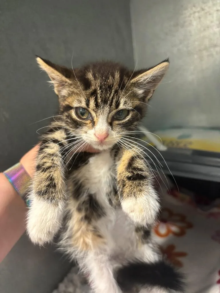 A baby small-sized female Abyssinian cat named Zin for adoption in Mustang, OK