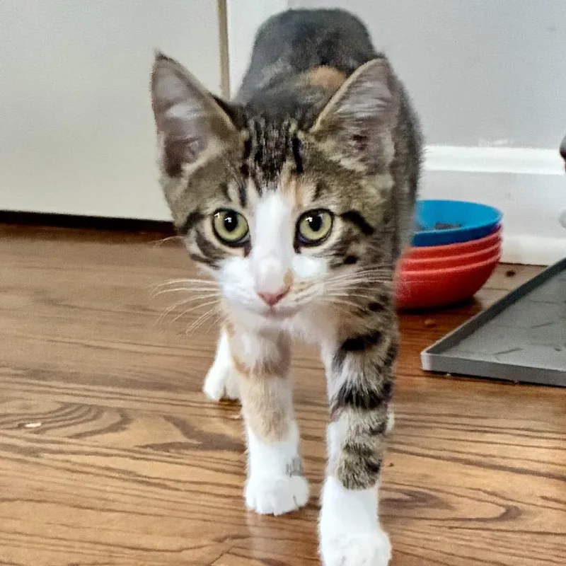 A baby small-sized female Torbie Domestic Short Hair cat named Vee for adoption in Medina, OH