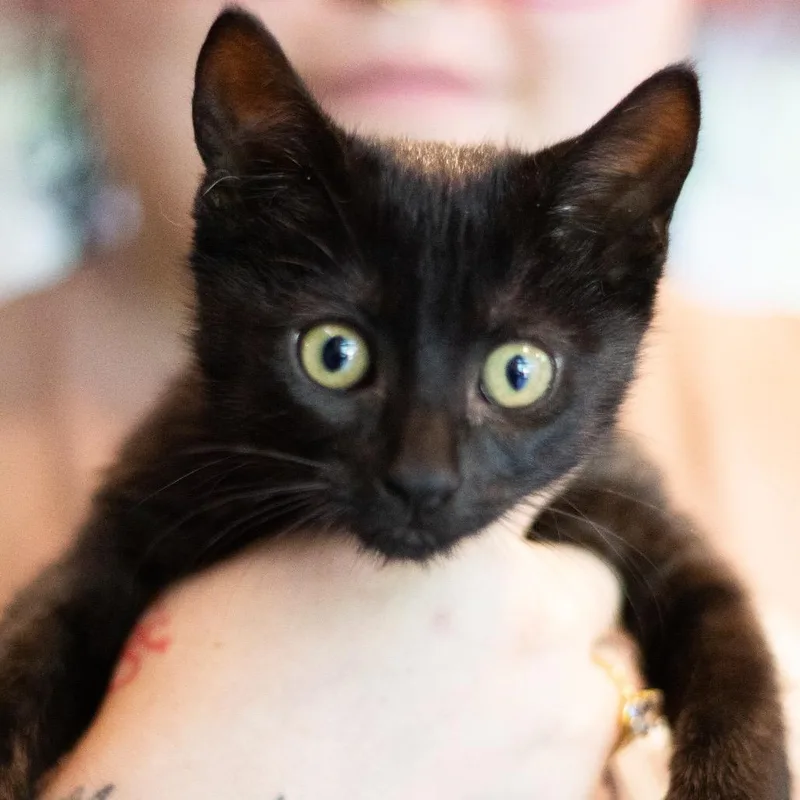 A baby small-sized female Domestic Short Hair cat named Margo for adoption in Cumming, GA