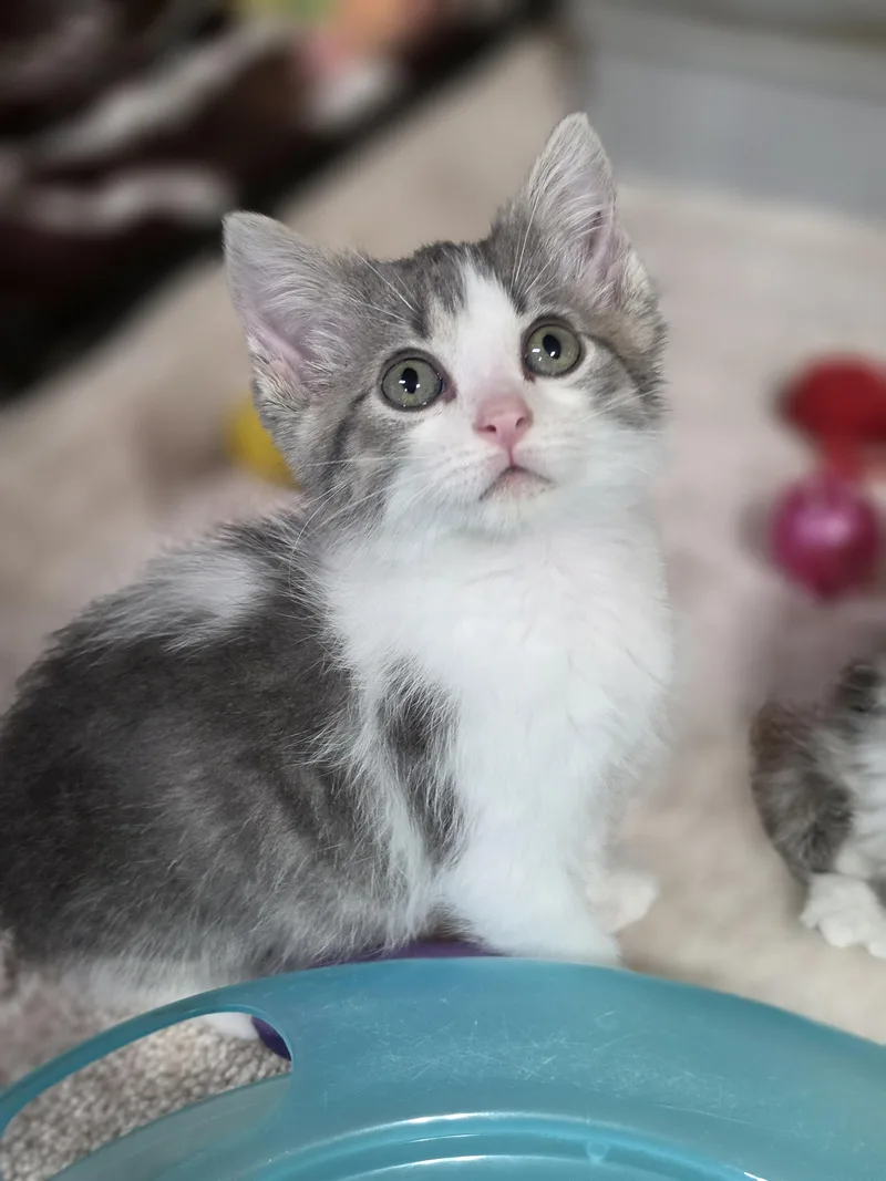 A baby large-sized male Domestic Short Hair cat named Jude for adoption in Medford, WI