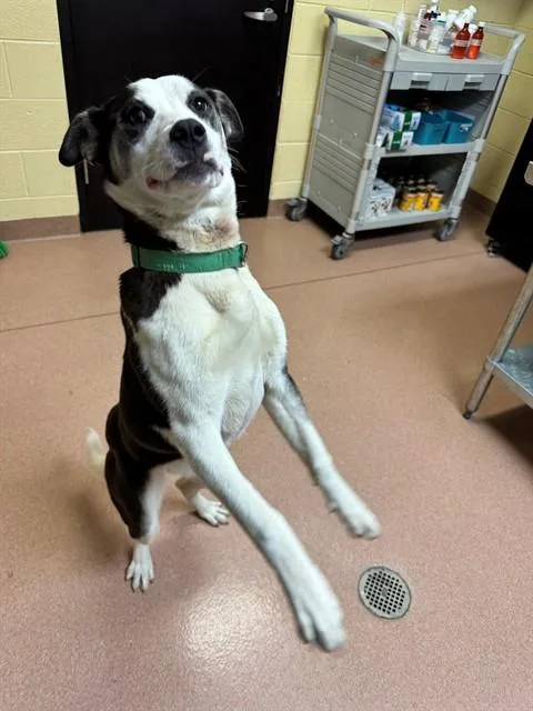 An adult large-sized female Catahoula Leopard Dog dog named Noodle Bandit for adoption in Cookeville, TN