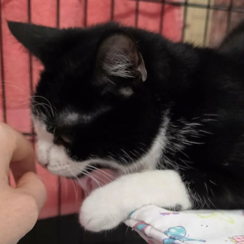 A baby medium-sized female Black & White / Tuxedo Domestic Short Hair cat named Clove Sweet Tuxedo for adoption in Meriden, CT