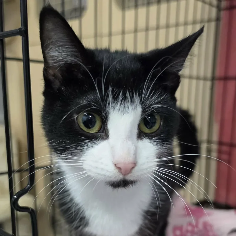 Clove  Sweet Tuxedo thumbnail 2
