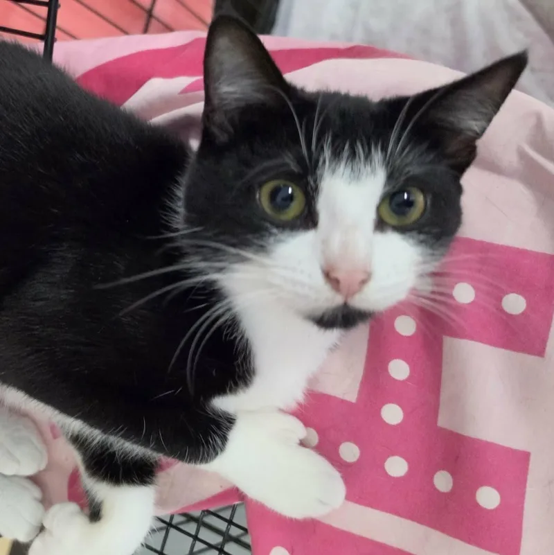 Clove  Sweet Tuxedo thumbnail 3