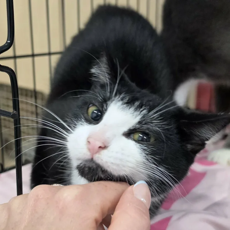 Clove  Sweet Tuxedo thumbnail 4