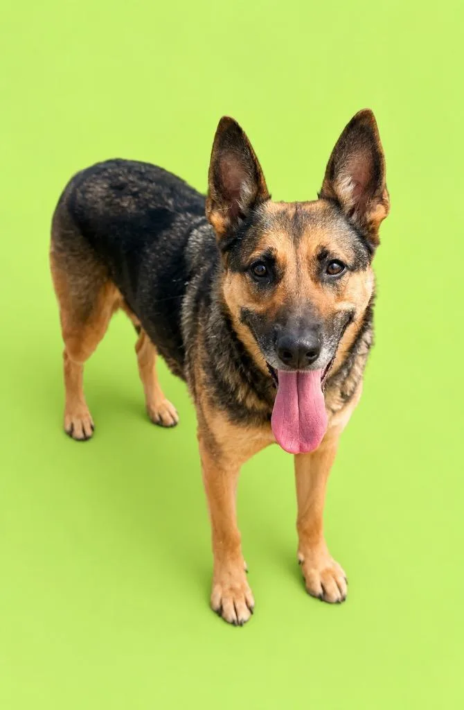 An adult large-sized female German Shepherd Dog dog named Buffy for adoption in Wauchula, FL