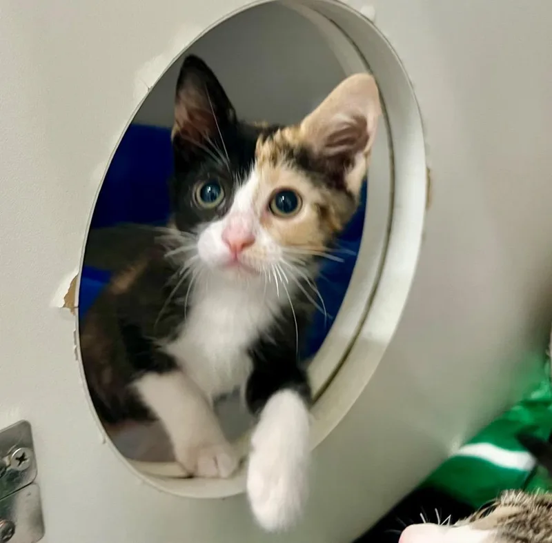 A young medium-sized female Domestic Short Hair cat named Gwen for adoption in Columbia, IL