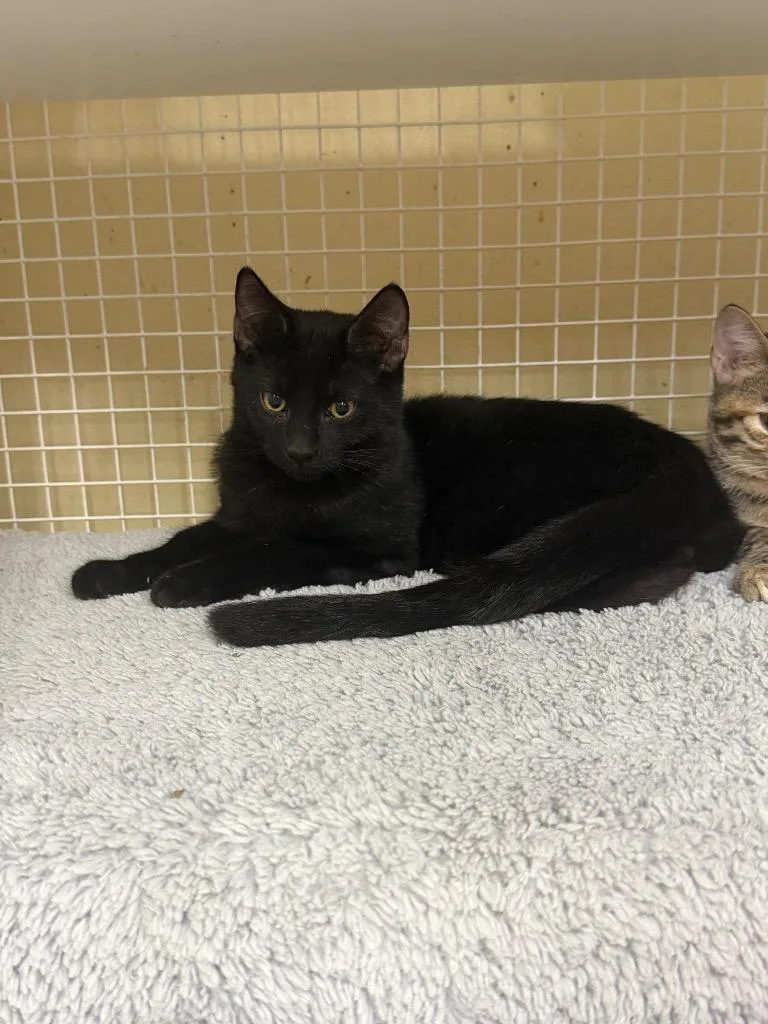 A baby medium-sized male Domestic Short Hair cat named Ernie for adoption in Fort Oglethorpe, GA