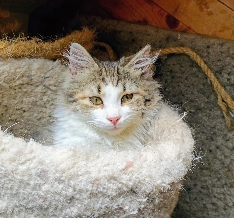 A baby medium-sized male Domestic Medium Hair cat named Jack Wolf for adoption in Buhl, ID