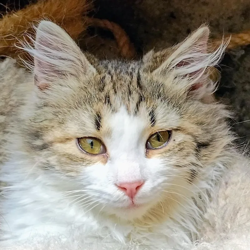 Jack Wolf thumbnail 2