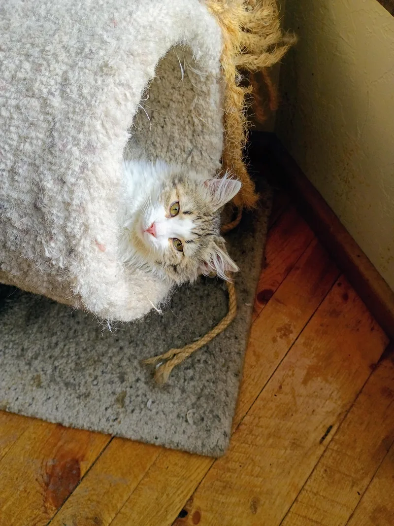 Jack Wolf thumbnail 4