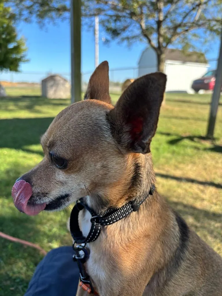 Uggie