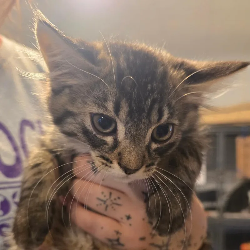 A baby small-sized male Brown / Chocolate Domestic Medium Hair cat named Gremlin for adoption in Hanna City, IL