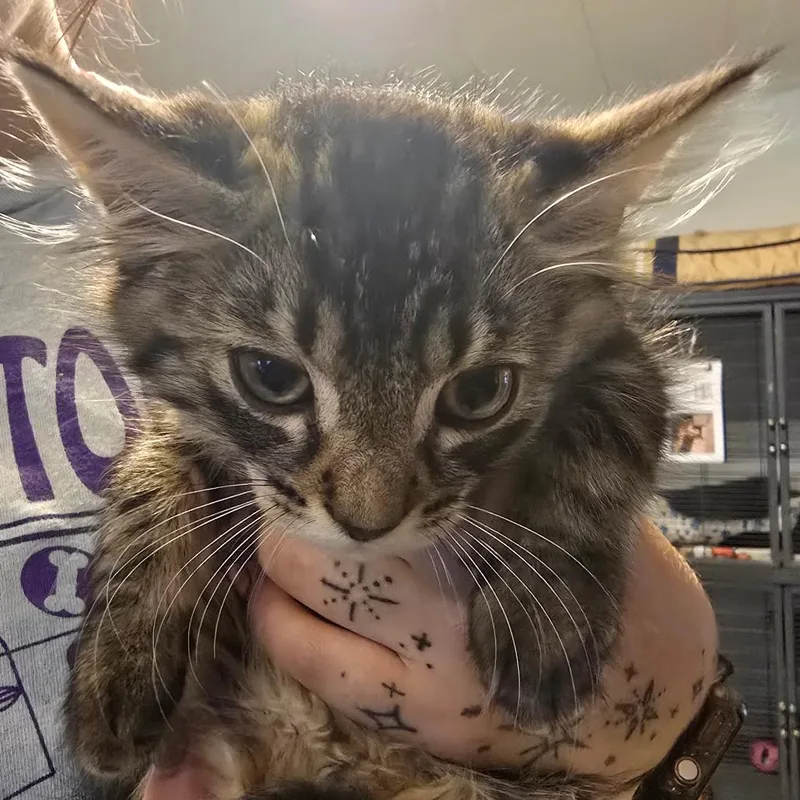 Gremlin thumbnail 3