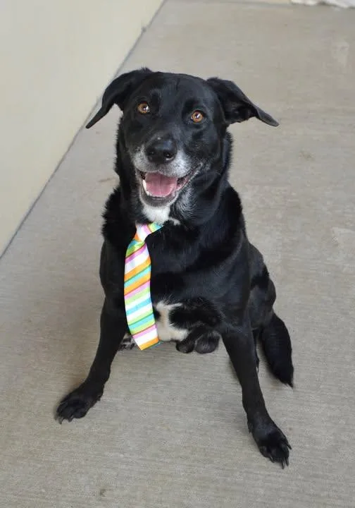 An adult large-sized male Labrador Retriever dog named Zeke for adoption in McKinney, TX