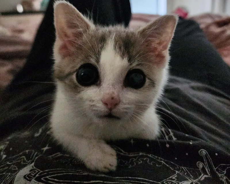 A baby small-sized male White Domestic Short Hair cat named Towhee for adoption in Raleigh, NC