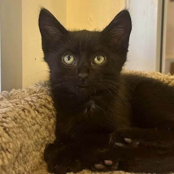 A baby small-sized female Domestic Short Hair cat named Yip Yap for adoption in Walnut Creek, CA