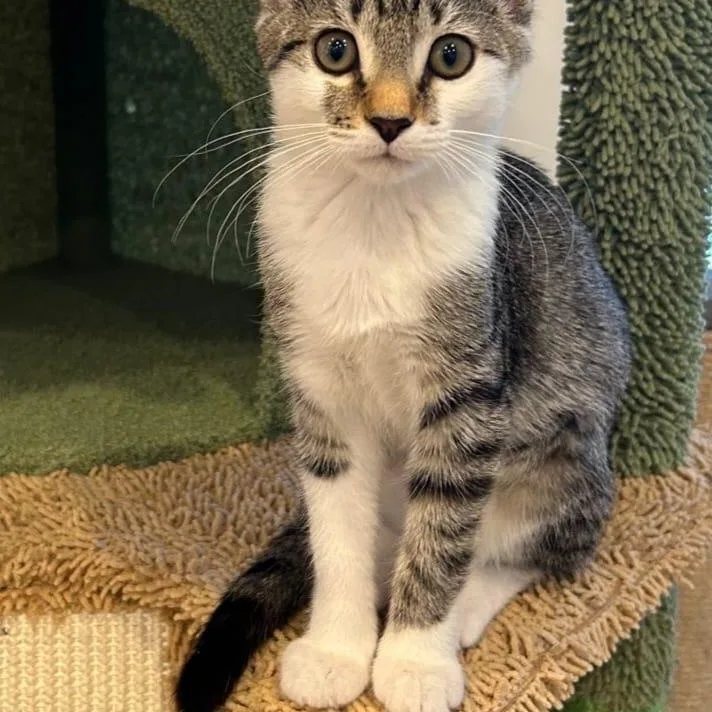 A baby medium-sized female Tabby (Gray / Blue / Silver) Domestic Short Hair cat named Coco for adoption in Sewell, NJ