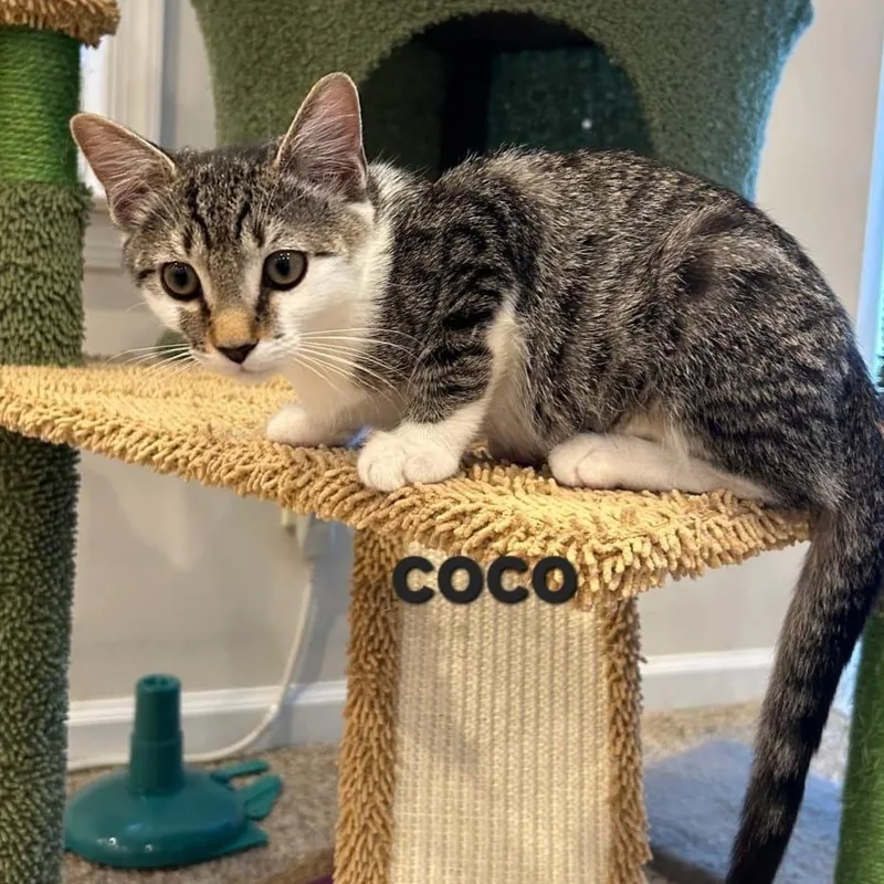 Coco thumbnail 2
