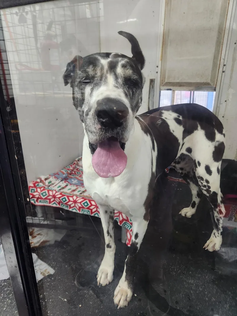 An adult large-sized female Great Dane dog named Lacy for adoption in New Castle, PA