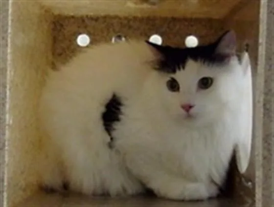 An adult small-sized male Domestic Short Hair cat named Snowball for adoption in Denver, CO