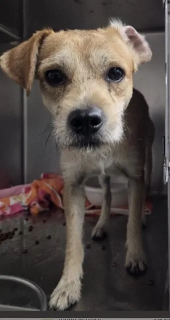 A young small-sized male Cairn Terrier dog named Buddy for adoption in Killeen, TX