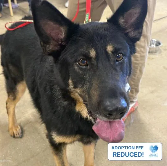 A senior large-sized male German Shepherd Dog dog named Bullet for adoption in Naperville, IL