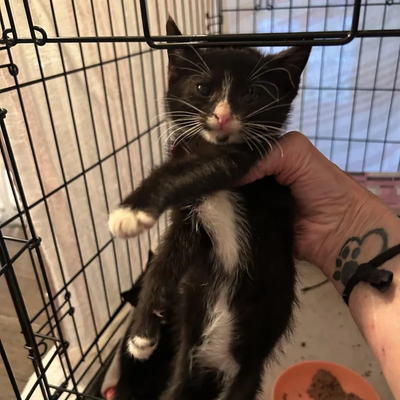 A baby small-sized female Black Domestic Short Hair cat named Vera for adoption in Columbia, MO